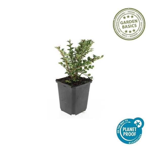 Cotoneaster horizontalis - 20cm kopen bij Green Bubble