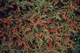 Product afbeelding 3