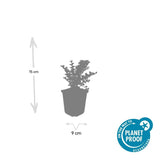 Product afbeelding 4