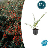 Product afbeelding 11