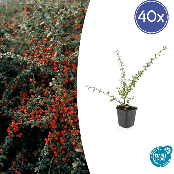Cotoneaster Suecicus 'Coral Beauty' - 20cm