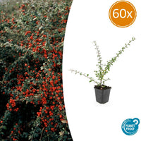 Irga Suecicus 'Coral Beauty' - 20 cm