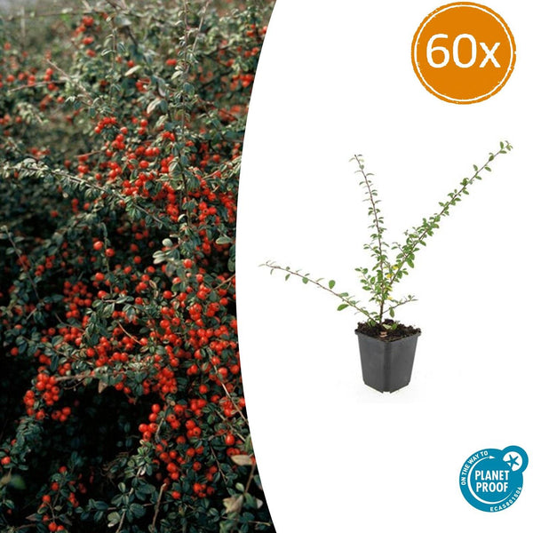 Cotoneaster Suecicus 'Coral Beauty' - 20cm kopen bij Green Bubble
