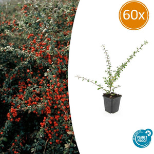 Cotoneaster Suecicus 'Coral Beauty' - 20cm