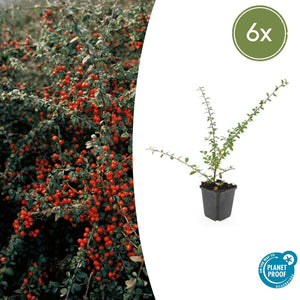 Cotoneaster Suecicus 'Coral Beauty' - 20cm