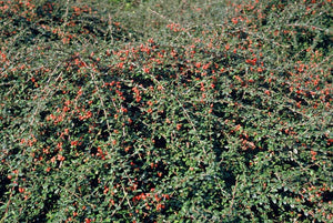 Cotoneaster Suecicus 'Coral Beauty' - 20cm