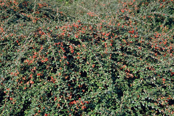 Cotoneaster Suecicus 'Coral Beauty' - 20cm