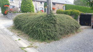 Cotoneaster Suecicus 'Coral Beauty' - 20cm