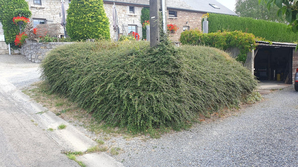 Cotoneaster Suecicus 'Coral Beauty' - 20cm