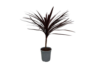 Cordyline Australis Red Star - 120cm