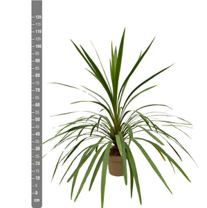 Cordyline Indivisa - 110cm