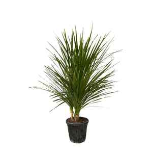 Cordyline Indivisa with multistem - 200cm