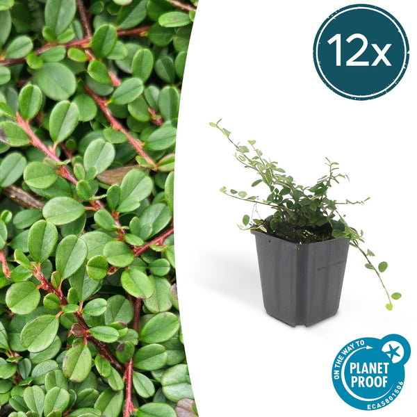 Cotoneaster pro 'Streib's Findling' - 20cm