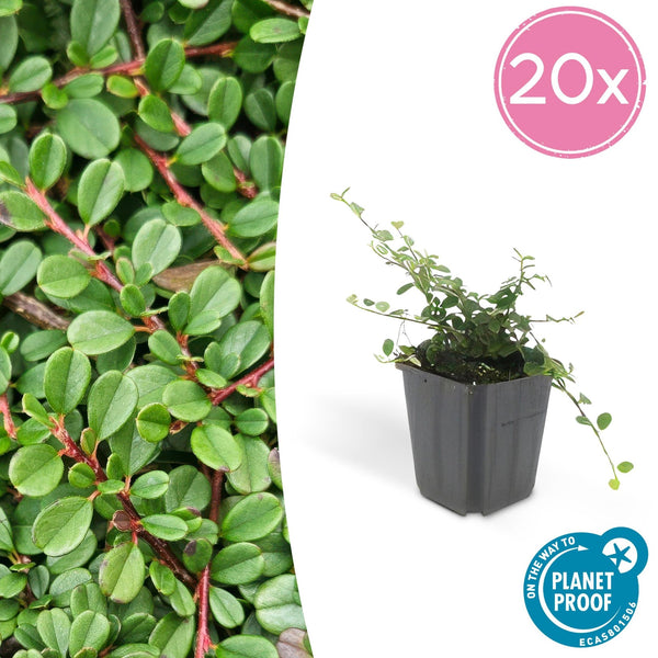Cotoneaster pro 'Streib's Findling' - 20cm