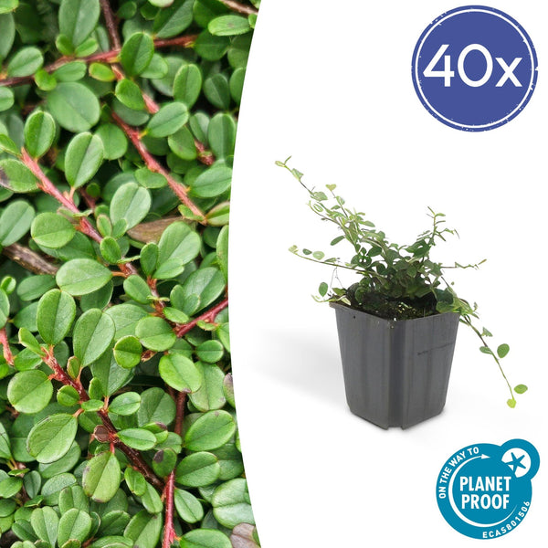 Cotoneaster pro 'Streib's Findling' - 20cm