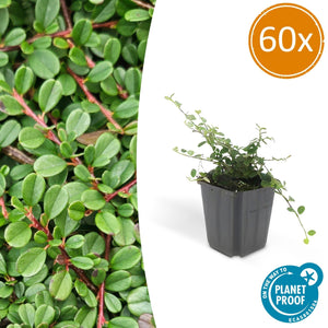 Cotoneaster pro 'Streib's Findling' - 20cm