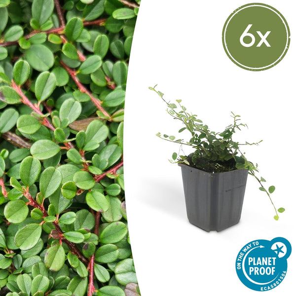 Cotoneaster pro 'Streib's Findling' - 20cm