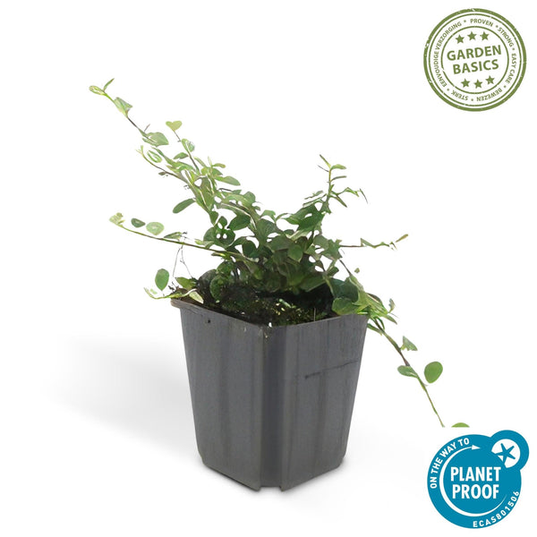 Cotoneaster pro 'Streib's Findling' - 20cm kopen bij Green Bubble