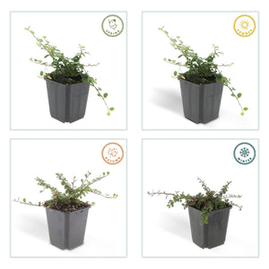 Cotoneaster pro 'Streib's Findling' - 20cm