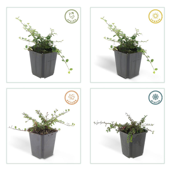Cotoneaster pro 'Streib's Findling' - 20cm