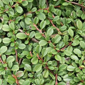 Cotoneaster pro 'Streib's Findling' - 20cm