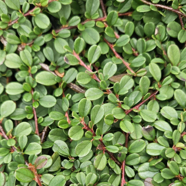 Cotoneaster pro 'Streib's Findling' - 20cm