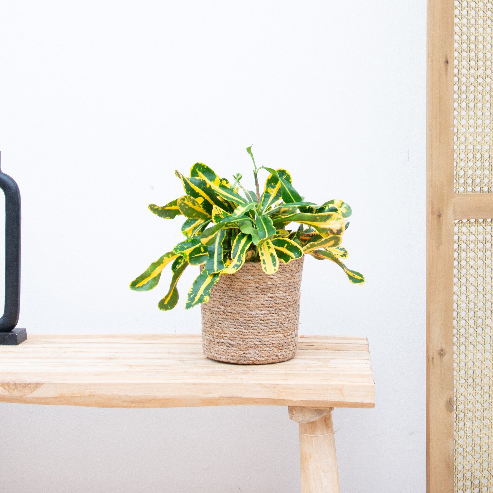 codiaeum indoor plant Croton Codiaeum variegatum 'Mammi' | 30cm