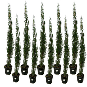 10x Cupressus piramide - 210cm