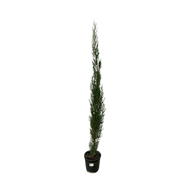 Pyramide de Cupressus - 160cm kopen bij Green Bubble