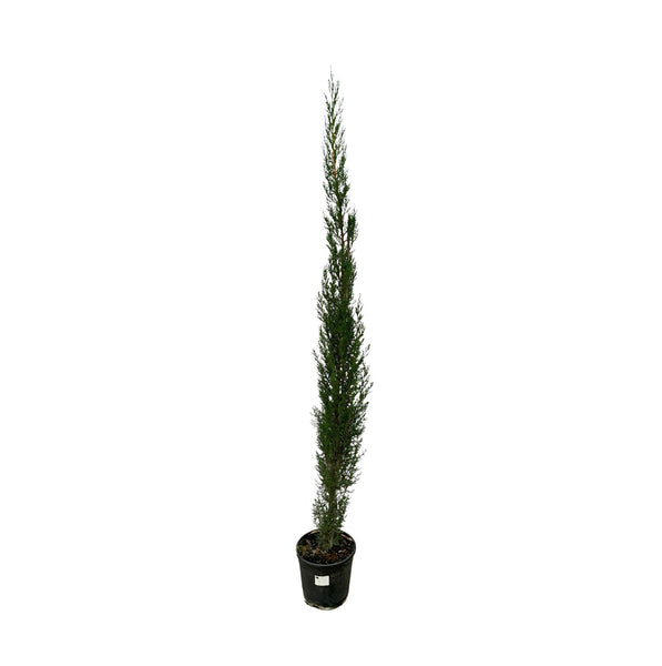 Cupressus pyramide - 170cm
