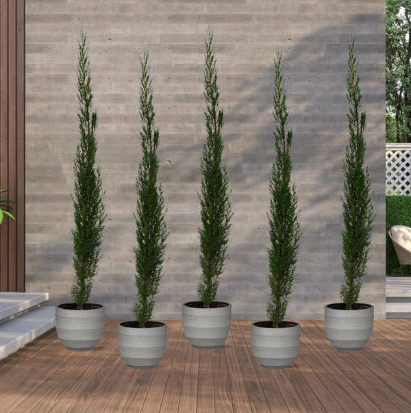 5x Cupressus Leylandii - 160cm kopen bij Green Bubble