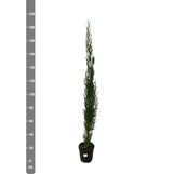 Product afbeelding 3