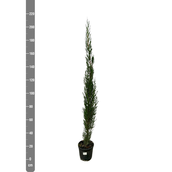 10x Cupressus piramide - 210cm