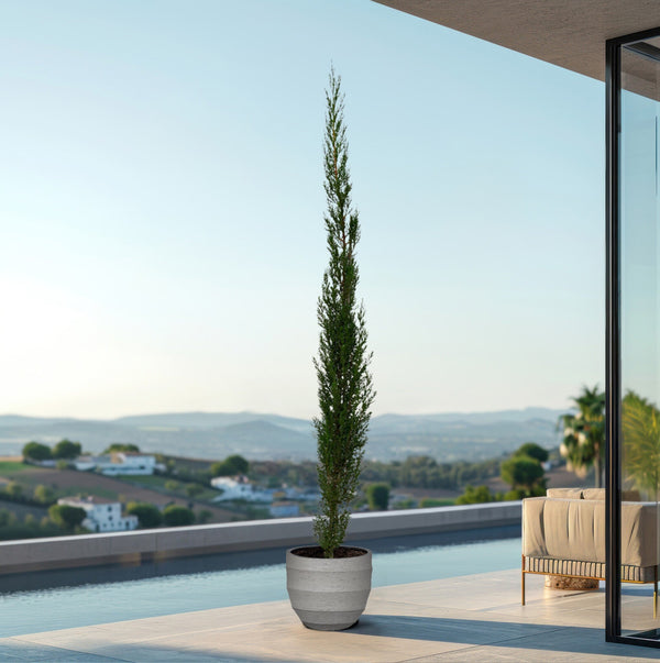 Pyramide de Cupressus - 160cm kopen bij Green Bubble