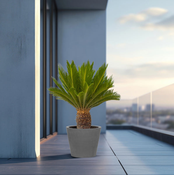 Cycas Revoluta  - 140cm