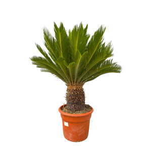 Cycas Revoluta  - 110cm