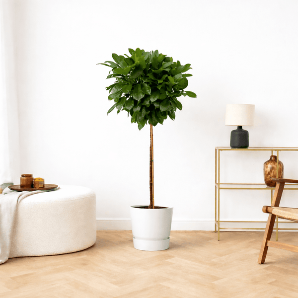 Ficus Cyathistipula op stam - 130cm