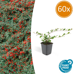 Cotoneaster Dammeri - 20cm