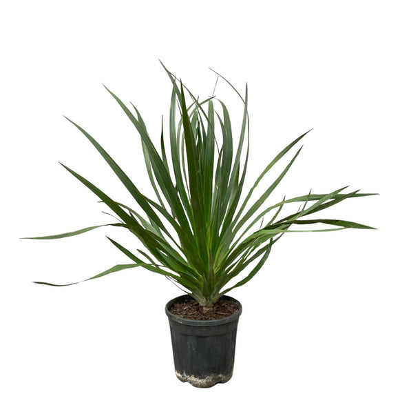 Dracaena Draco - 60cm