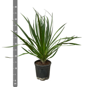 Dracaena Draco - 60cm