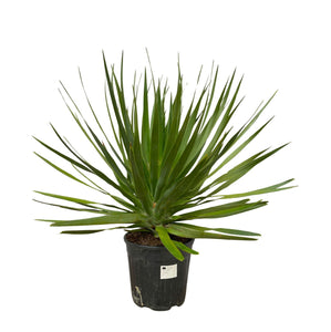 Dracaena Draco - 70cm