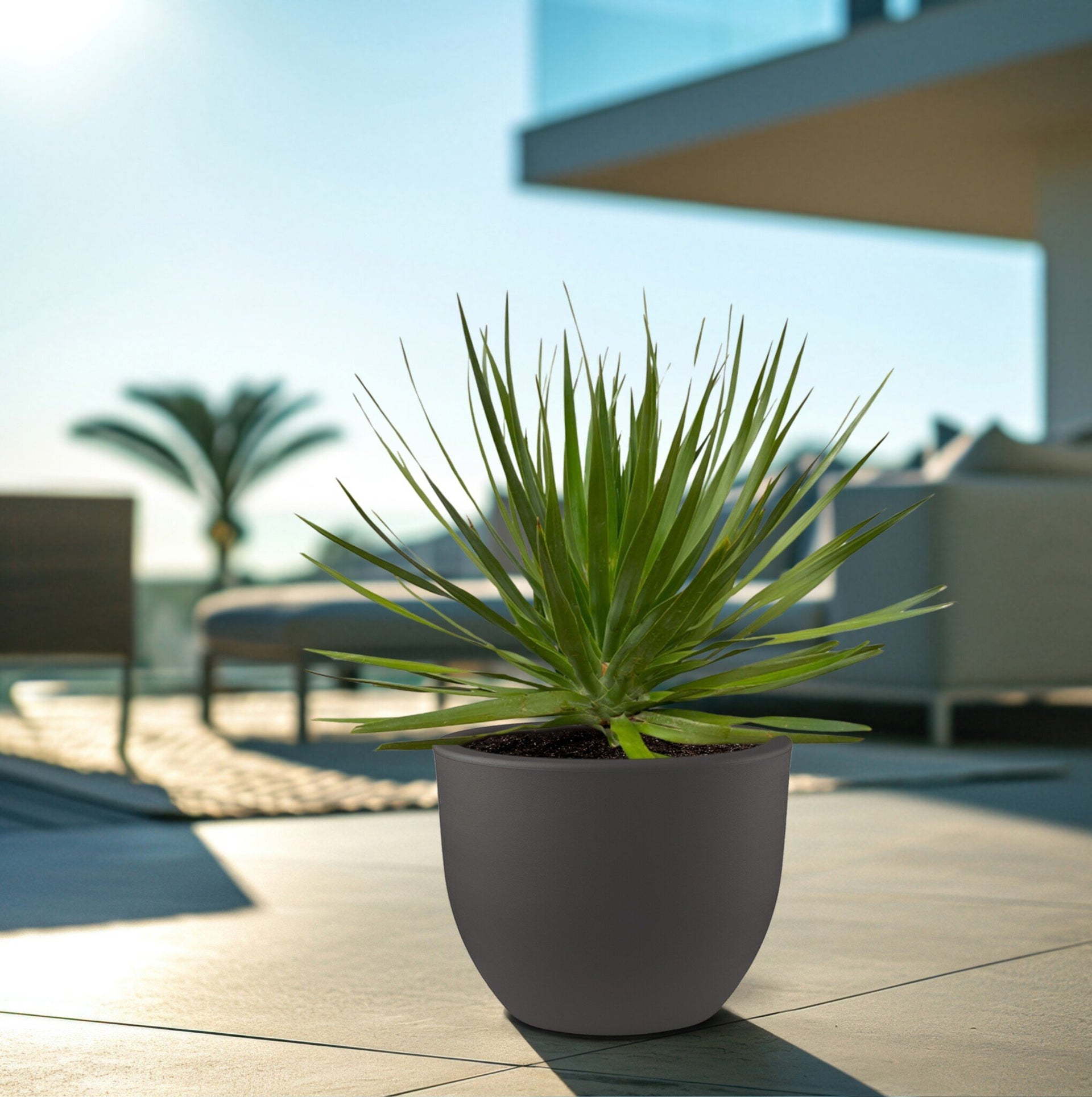 dracaena draco in pot Dracaena Draco | 100cm | Order online