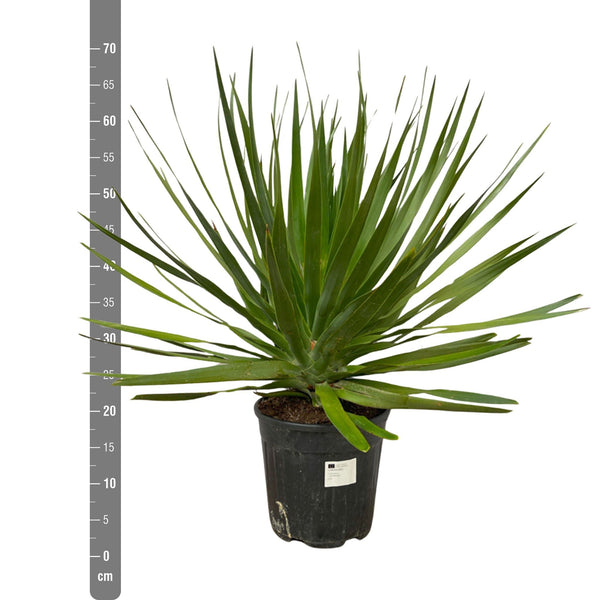 Dracaena Draco - 70cm