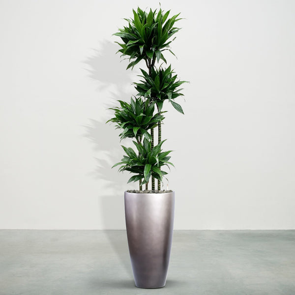 Combideal - Dracaena Grünes Juwel inklusive selbstbewässernde-topf Mace Matt Coffee S - 230cm