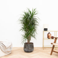 Dracaena Anita Variegata - 140cm
