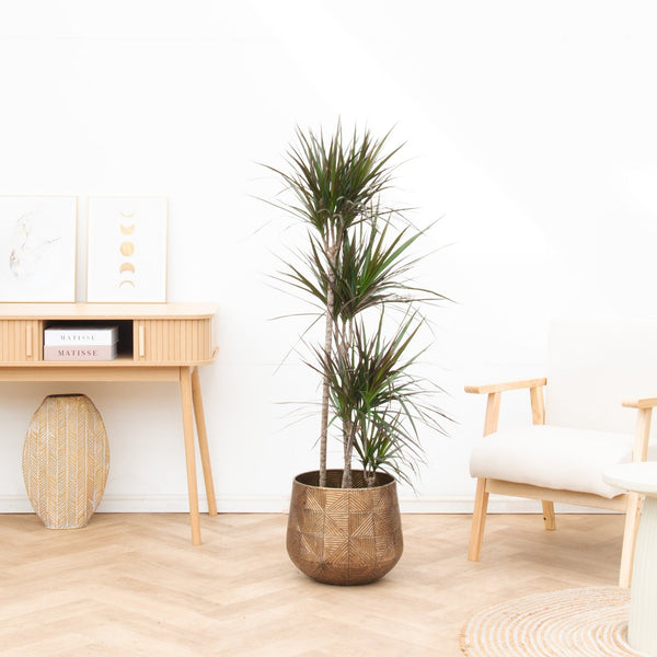 Dracaena Magenta - 160cm kopen bij Green Bubble