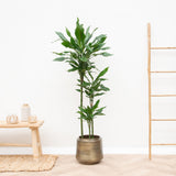 Product afbeelding 1