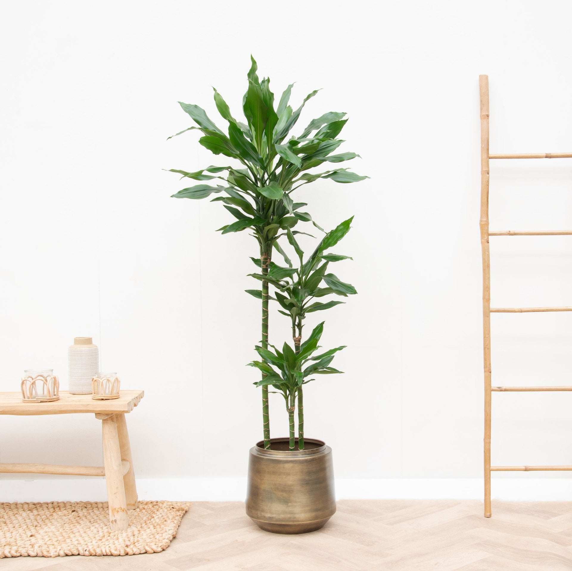 janet lind dracaena Dracaena Janet Lind XL | 160cm