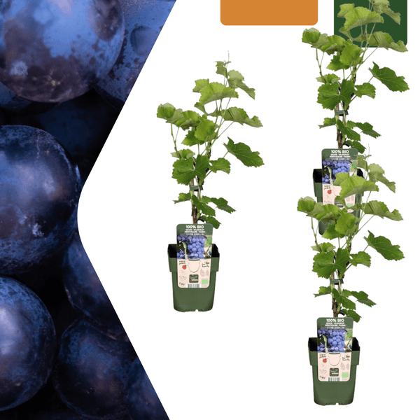 Biologische druivenplanten - 20cm