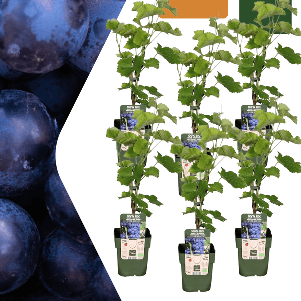 Biologische druivenplanten - 20cm